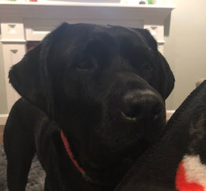 Meet your Posher, Ava